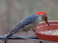 IMG_4852_Red-bellied-Woodpecker-w.webp