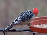 IMG_4853_Red-bellied-Woodpecker-w.webp