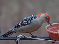 IMG_5024_Red-bellied-Woodpecker-w.webp