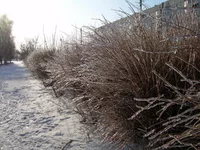 DSCN8013.jpg