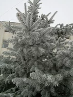 DSCN8073.webp