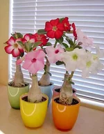 adenium_3.webp