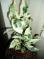 P1010310.webp