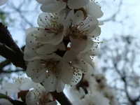 DSC00465.webp