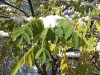 aa 001.webp