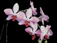 Imported Pattern1.webp
