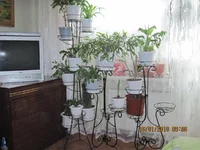 IMG_0203.webp