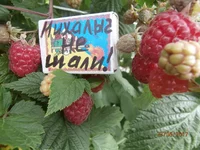  шали 3.webp