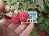  шали 1.webp
