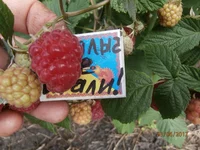 Не шали 2.jpg