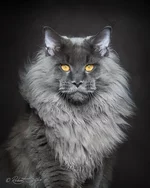 maine-coon-cat-photography-robert-sijka-64-57ad8f2c0277c__880.webp