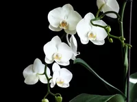DSCF5521_1.webp