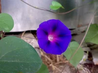 .webp