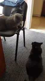 коты.jpg
