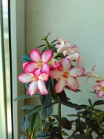 IMG_20170702_134753.webp
