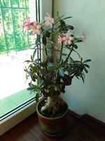 IMG_20170702_134746.webp