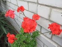 ramdisk-crop_170730125_cRpr.webp