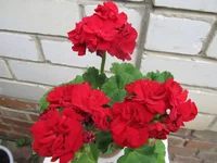 ramdisk-crop_170730211_VMEAW.webp