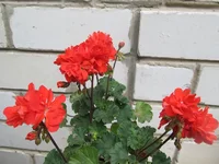 ramdisk-crop_170730171_XD1sY.webp