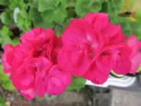 ramdisk-crop_169846455_tSc4.webp