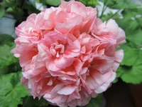 ramdisk-crop_170730478_zRB0p.webp