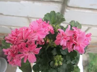 ramdisk-crop_170730371_4Rhx.webp