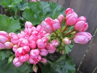 ramdisk-crop_169846862_uUkiH.webp