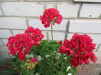 ramdisk-crop_170730423_OHEVogy.webp