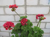 ramdisk-crop_170730385_iDdmWB.webp