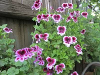 ramdisk-crop_169846176_uqq7.webp