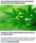  клен.webp