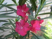 ramdisk-crop_170954572_OPHfNCx.webp