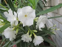 ramdisk-crop_170954706_JKTlP1.webp