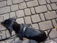 100_7007.webp