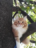 Коте в засаде.jpg