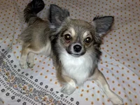  Цезарь кровать.webp