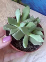 Carruanthus caninus.webp