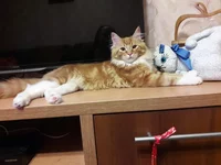 Shnur_3.webp