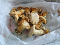 IMG_4998-1.jpg