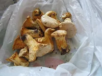 IMG_4999-2.webp