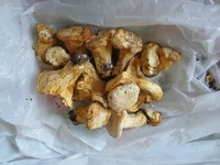 IMG_5001-4.webp
