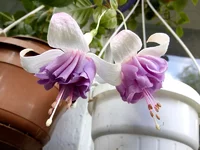 IMG_20170716_092550.webp