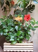 P7250195_u.webp