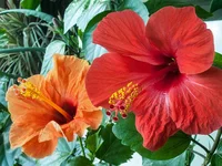 P7250130_u.webp