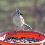 IMG_5051_Tifted-Titmouse-w.webp
