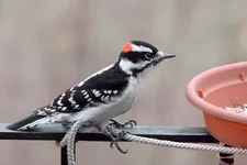 IMG_4884_Downy-Woodpecker-w.webp