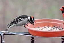 IMG_4890_Downy-Woodpecker-w.webp