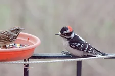 IMG_5018_Downy-Woodpecker&Song-Sparrow-w.webp