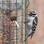 IMG_4838_Downy-Woodpecker-w.webp