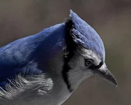 IMG_5266_BlueJay-w.webp